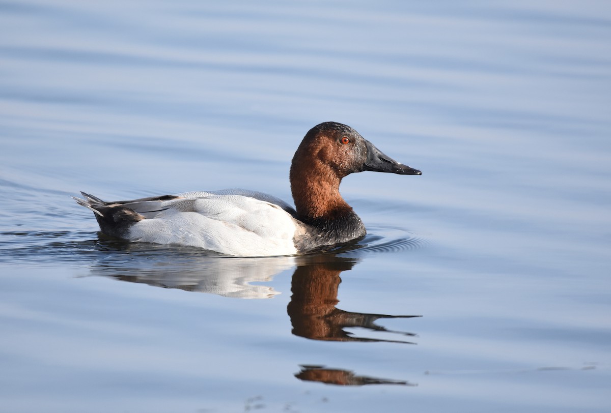 Canvasback - ML212793391