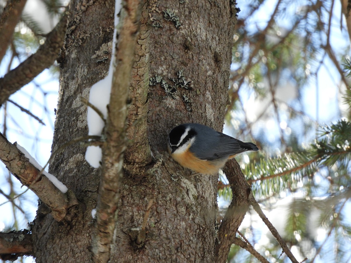 Red-breasted Nuthatch - ML212793501