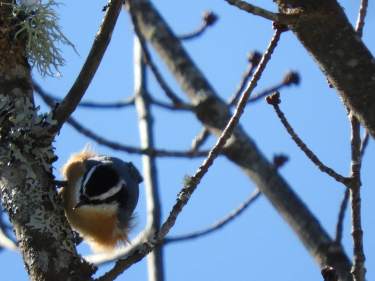 Red-breasted Nuthatch - ML212793521