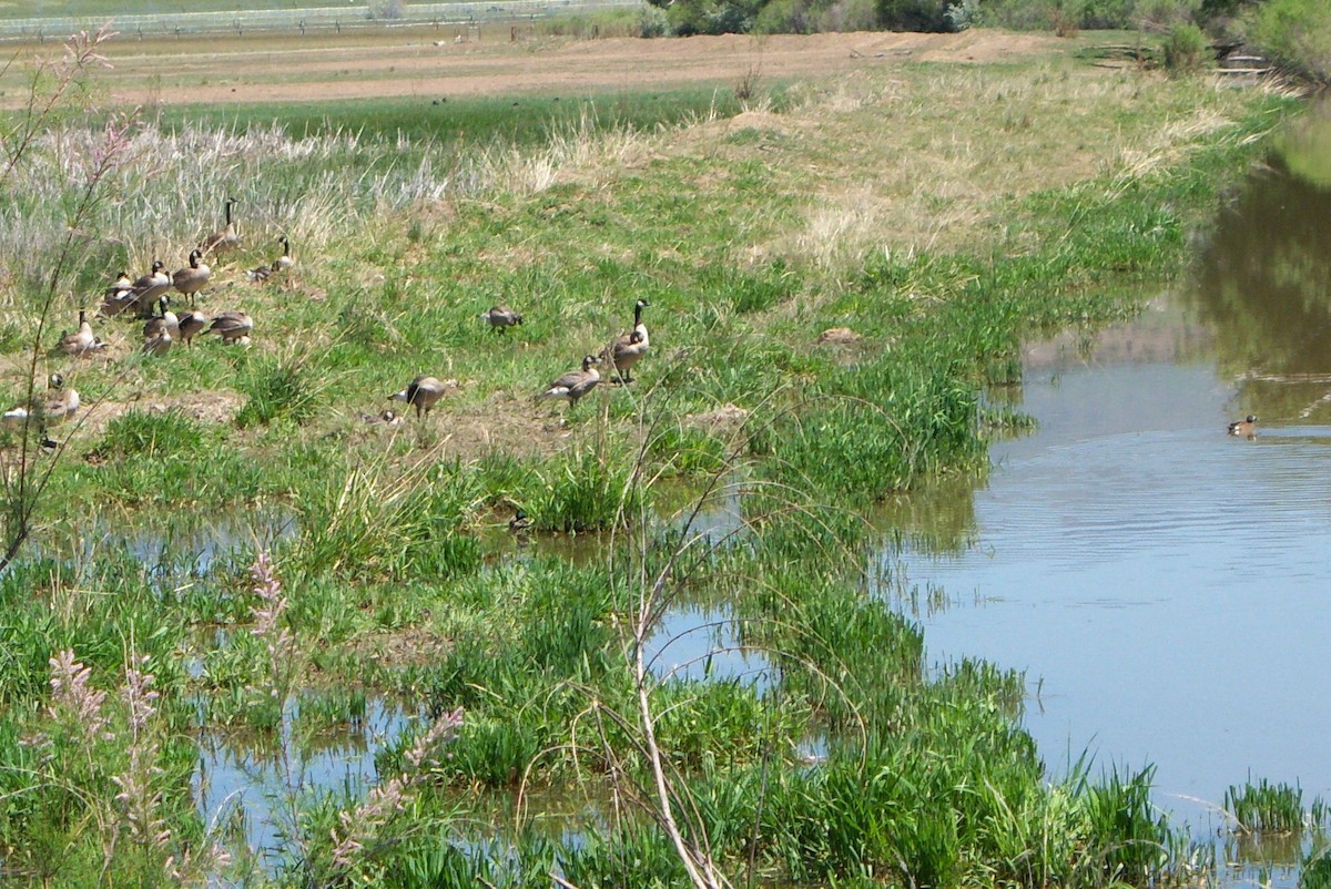 Blue-winged Teal - ML212794581