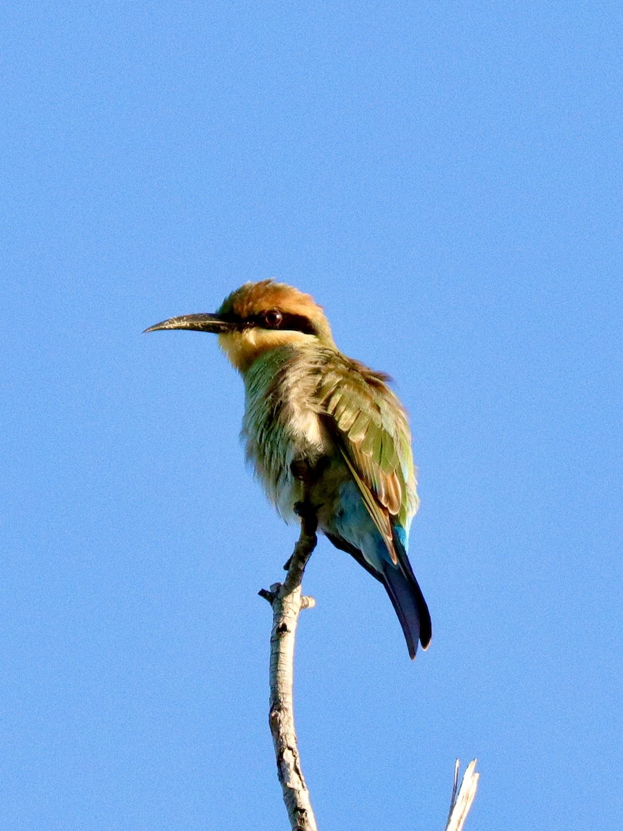 Rainbow Bee-eater - Trumpygirl *