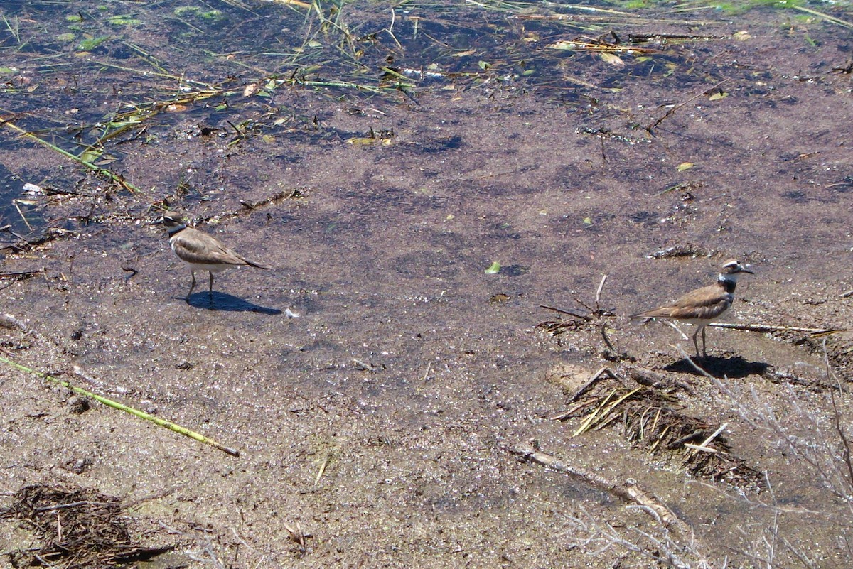 Killdeer - ML212794781