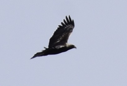 Golden Eagle - ML212795631