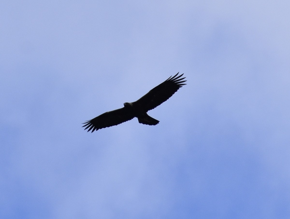 Golden Eagle - Joe Gyekis