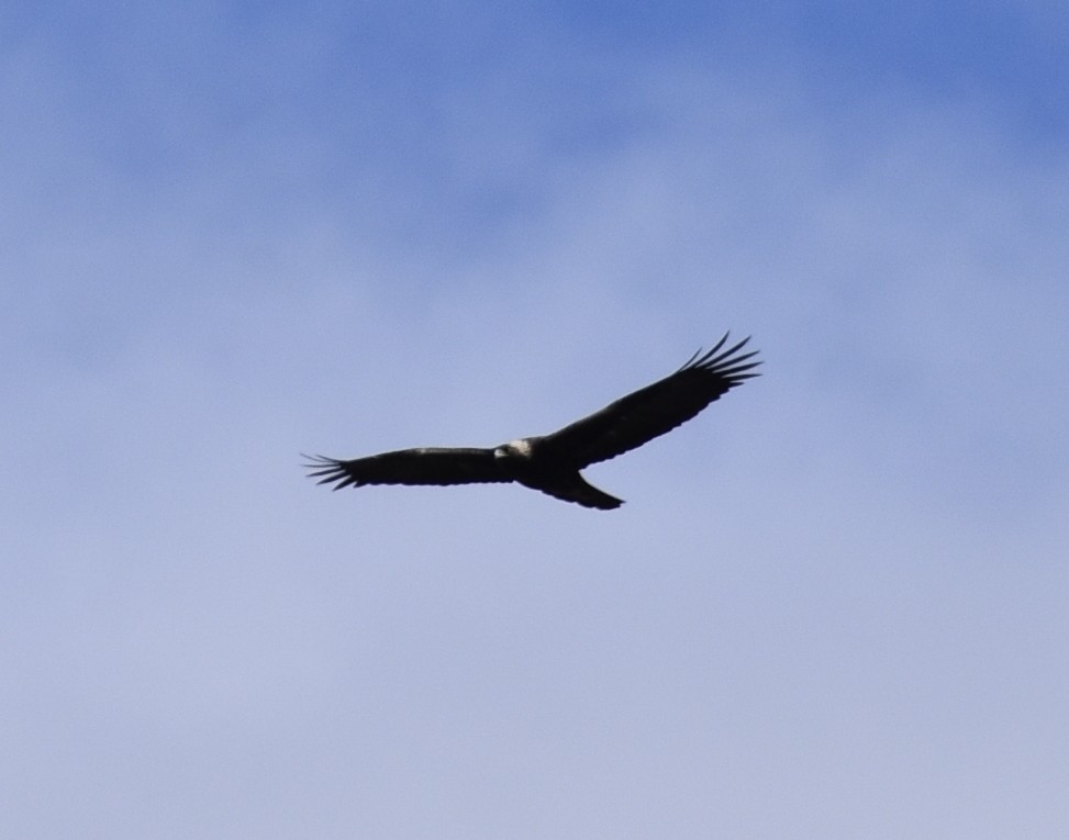 Golden Eagle - Joe Gyekis