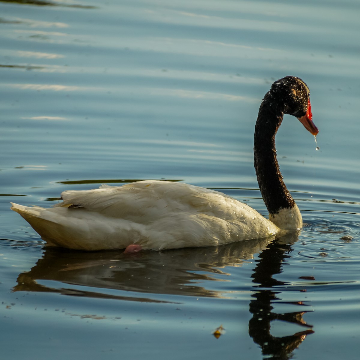 Black-necked Swan - ML212795981