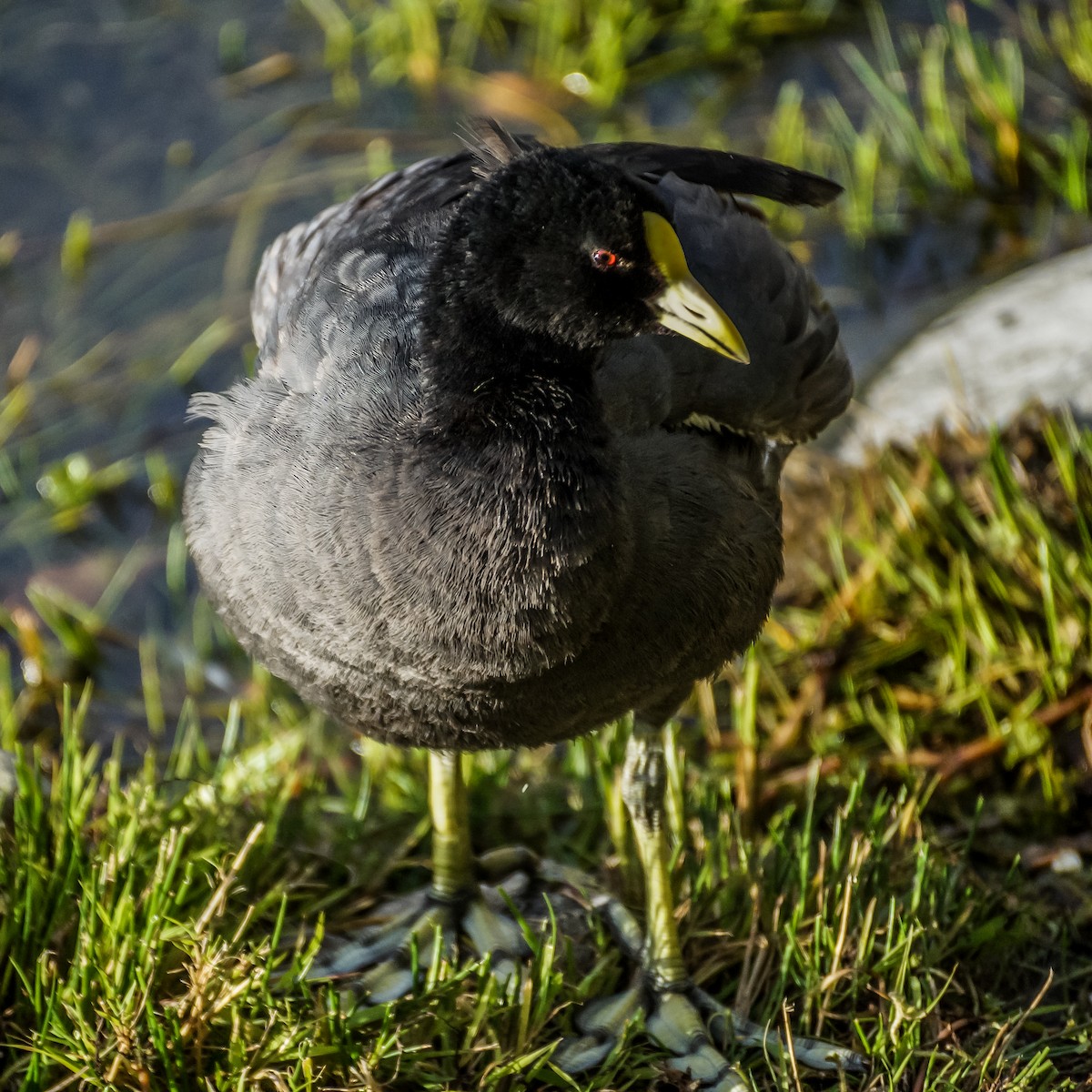 Red-gartered Coot - ML212796161