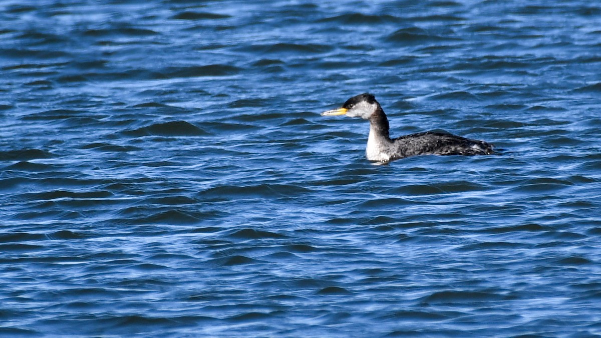 Red-necked Grebe - Brent Barnes