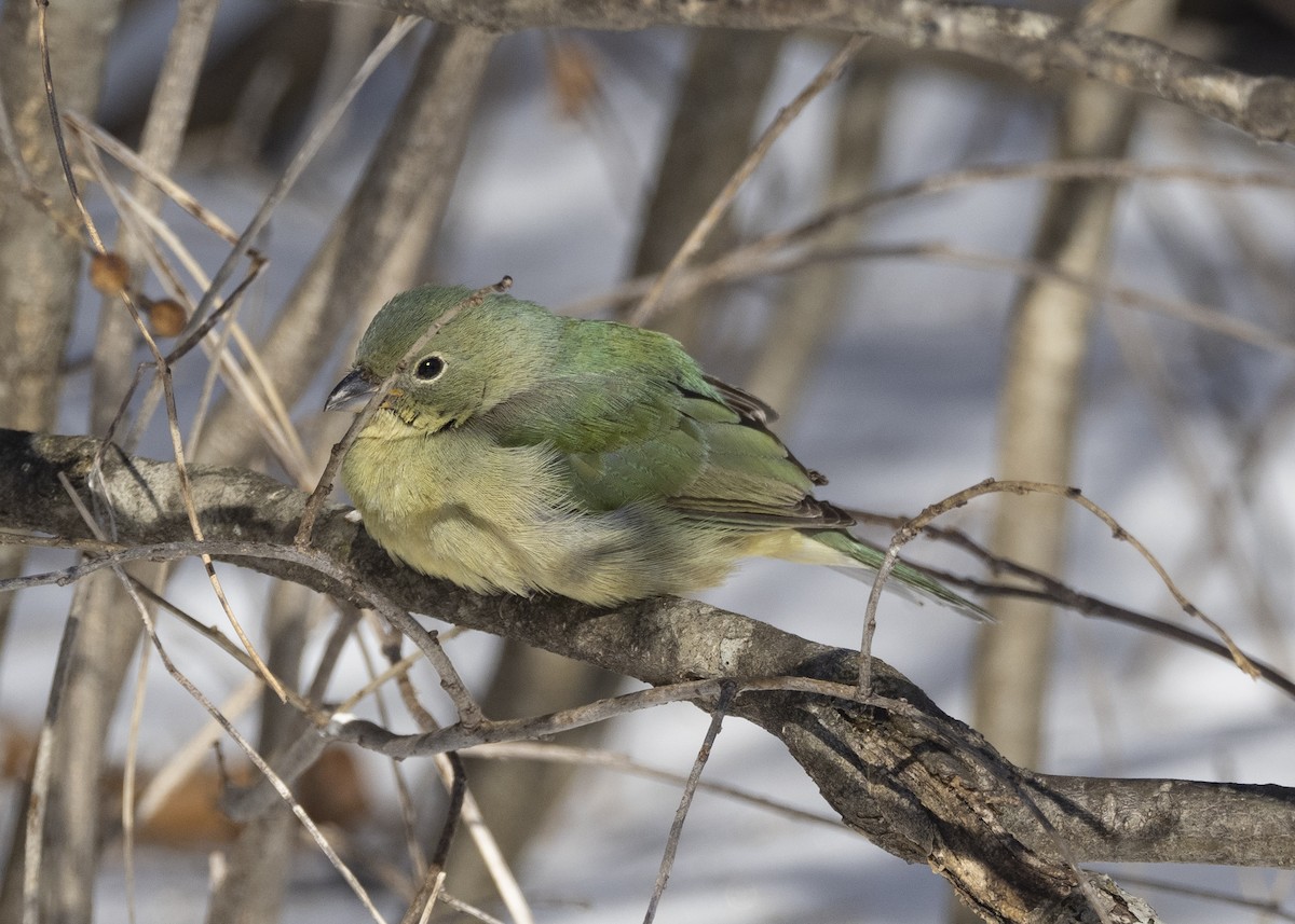 Painted Bunting - Leo McKillop