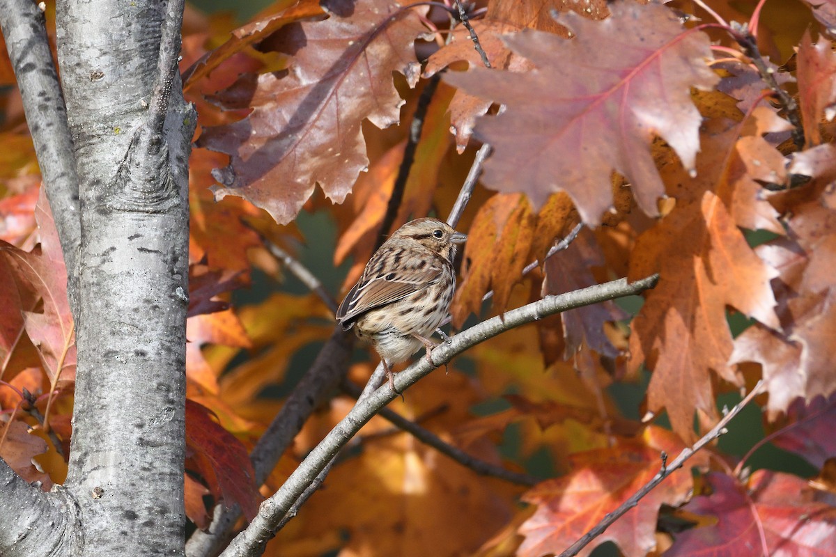 Song Sparrow - ML212798101