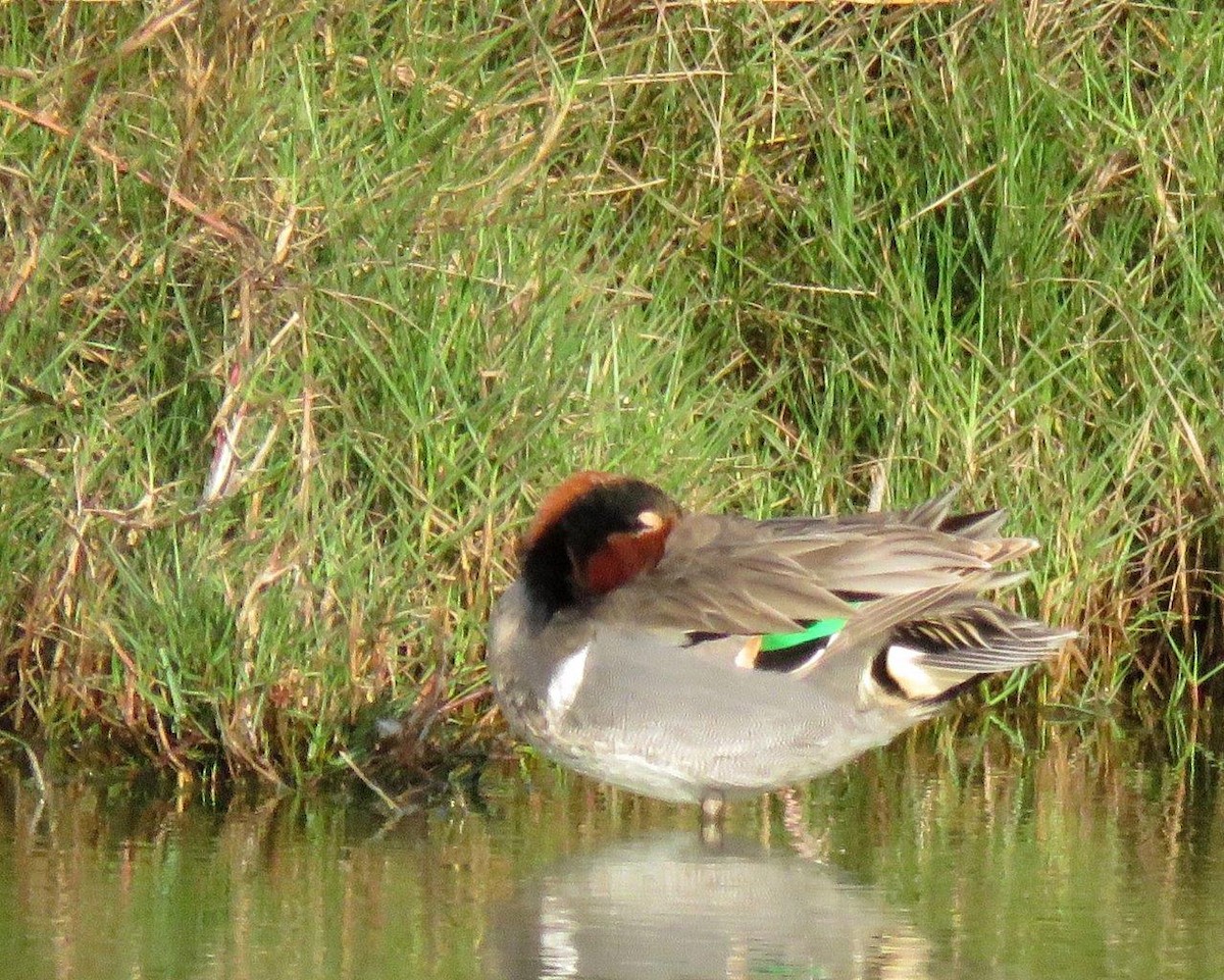 Green-winged Teal - ML212798301
