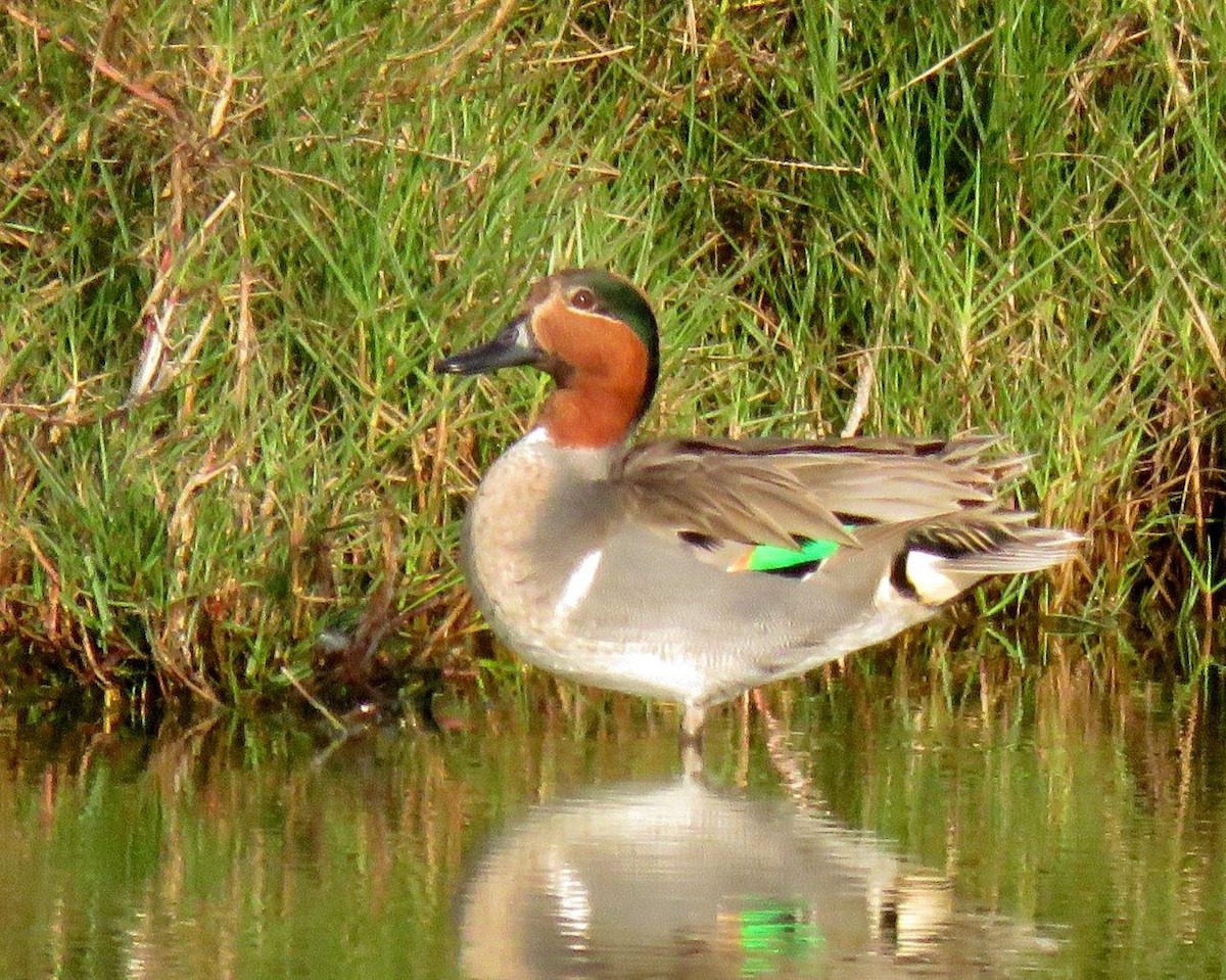 Green-winged Teal - ML212798331