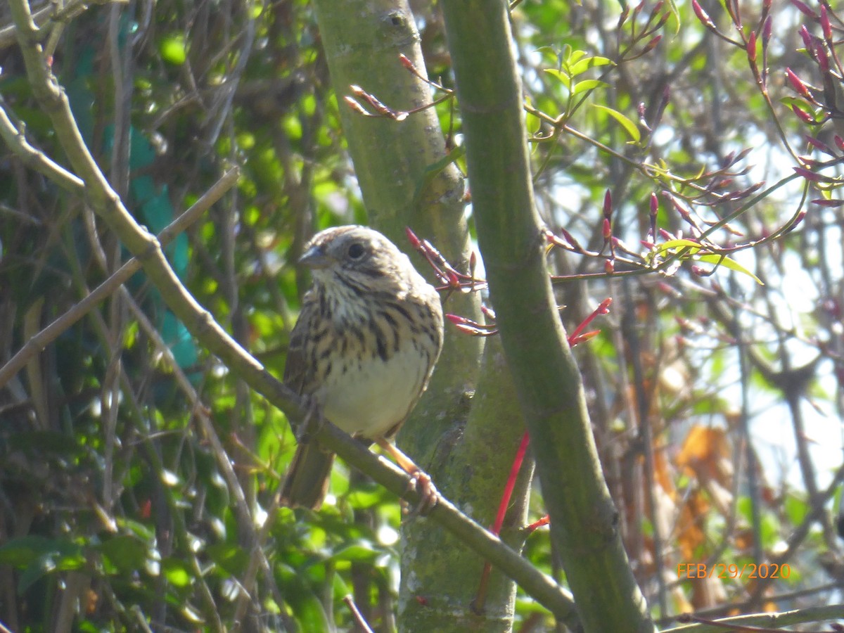 Lincoln's Sparrow - ML212799121