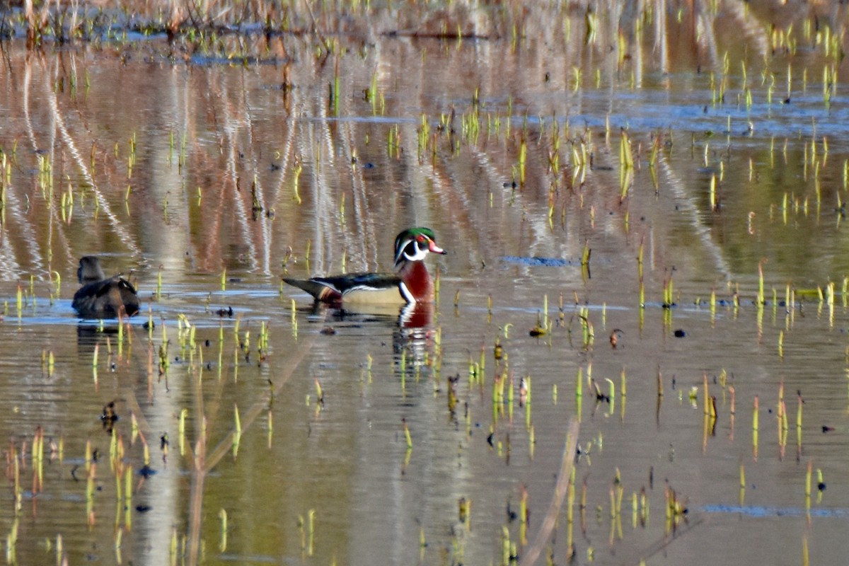 Wood Duck - ML212799471