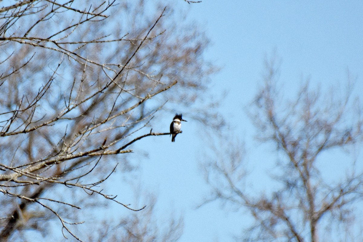 Belted Kingfisher - Pamela Scrima