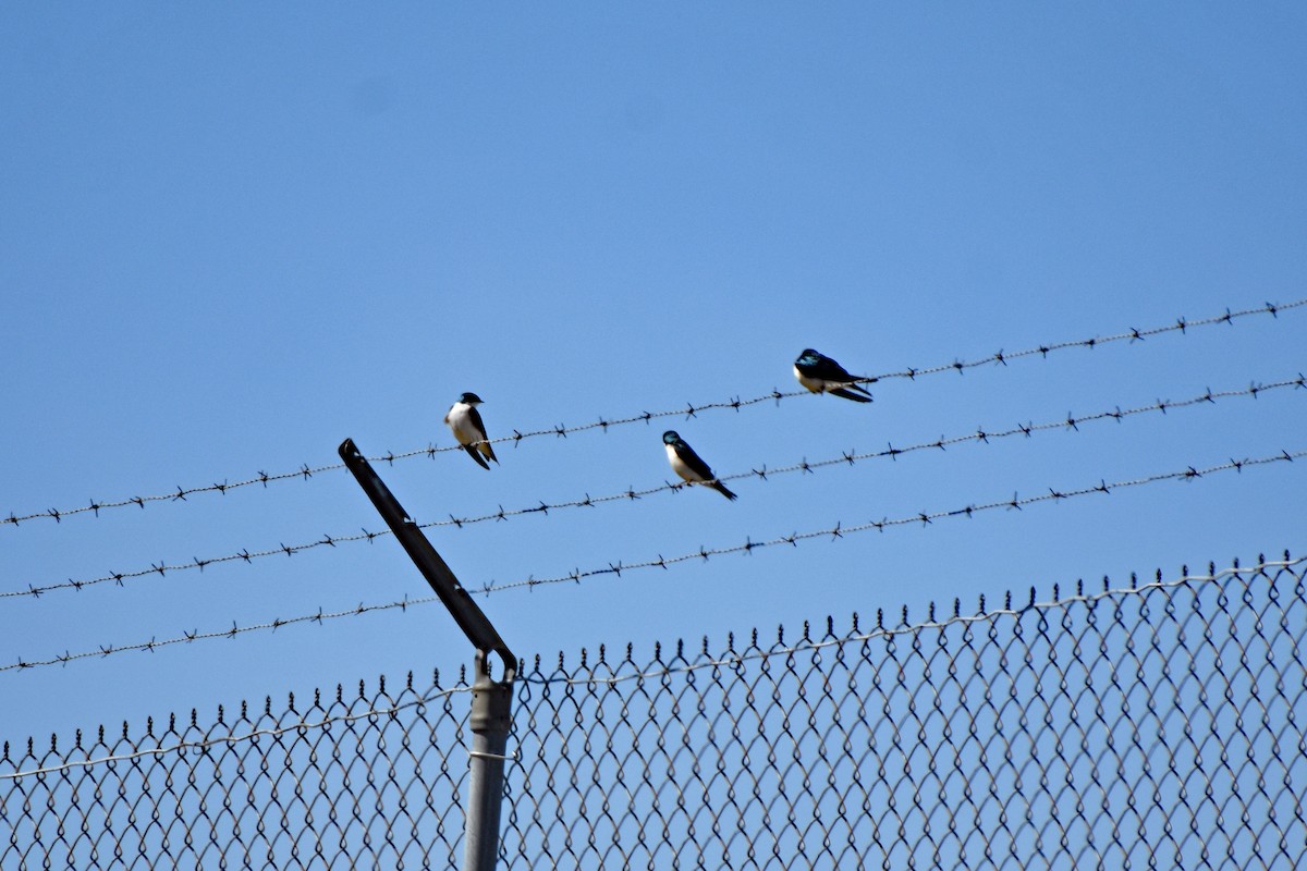 Tree Swallow - Pamela Scrima