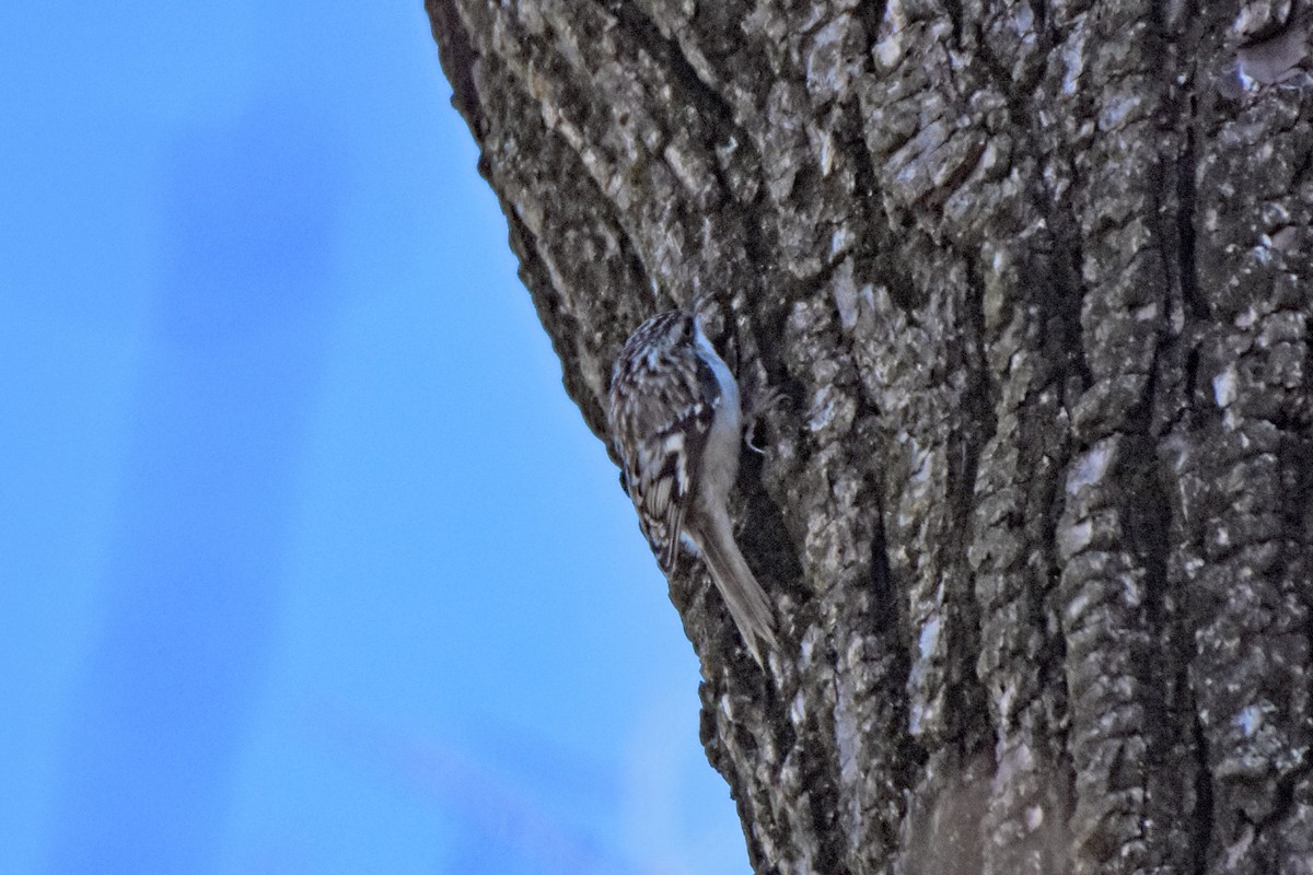 Brown Creeper - ML212800181