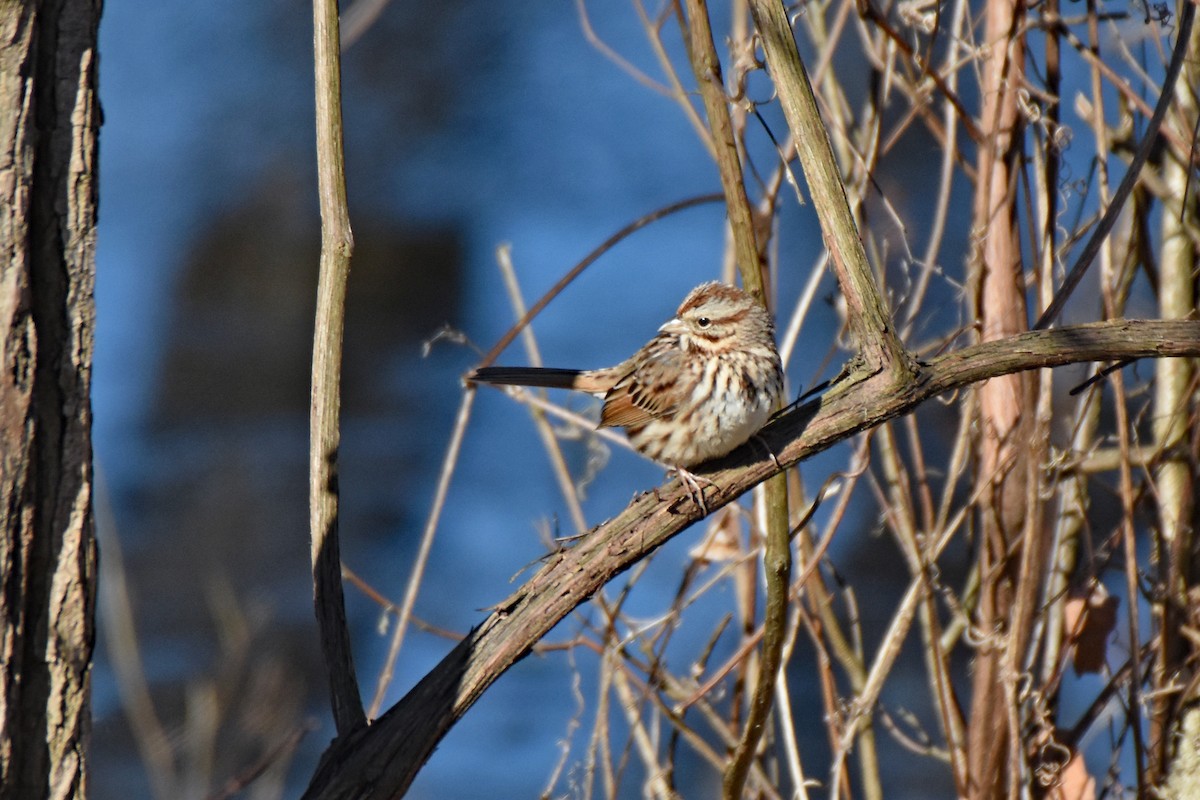 Song Sparrow - ML212800271