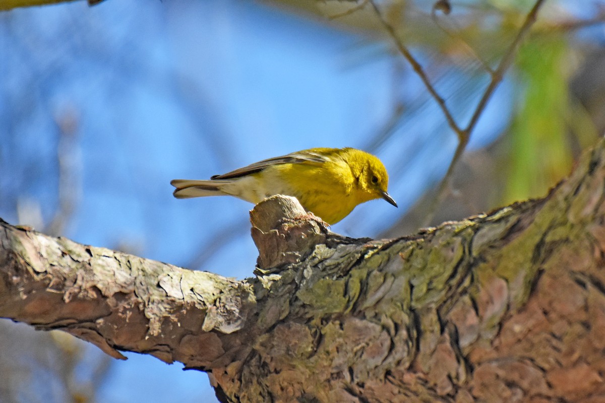 Pine Warbler - Pamela Scrima