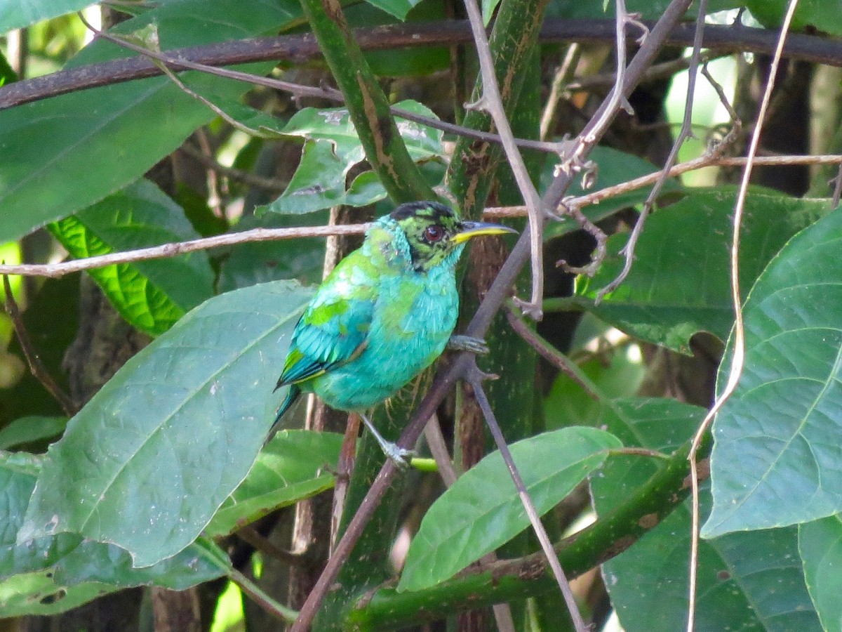Green Honeycreeper - John van Dort