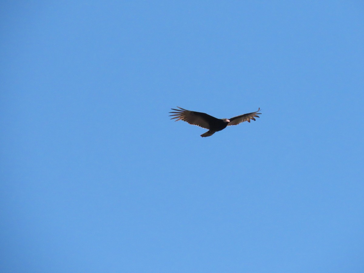 Turkey Vulture - ML212801531