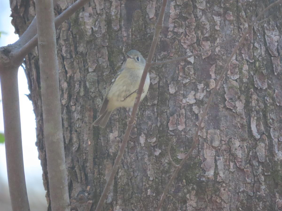 Ruby-crowned Kinglet - ML212801651