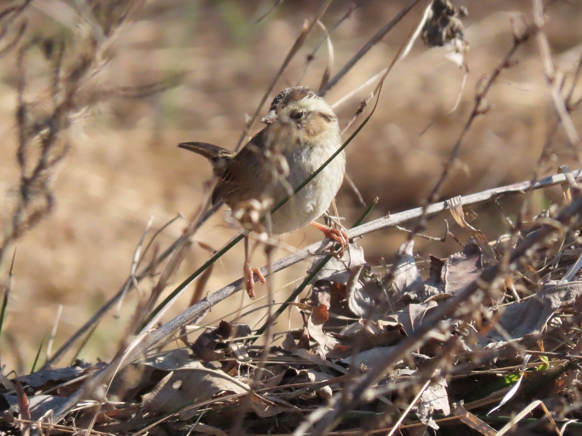 Swamp Sparrow - ML212801801