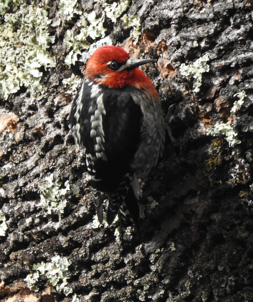 Red-breasted Sapsucker - ML212804031
