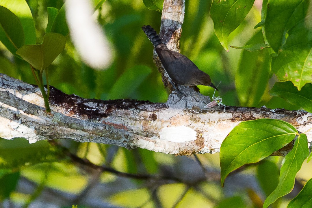 Tooth-billed Wren - ML212804071