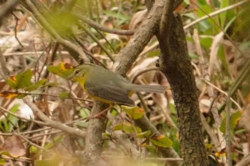 Golden-crowned Warbler - ML212805721