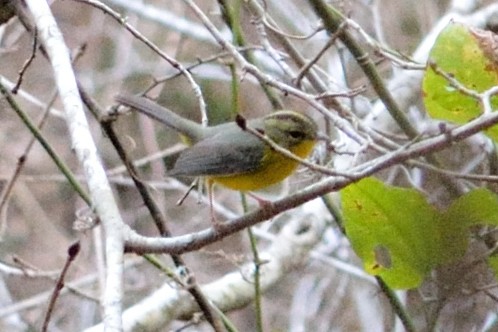 Golden-crowned Warbler - ML212805971