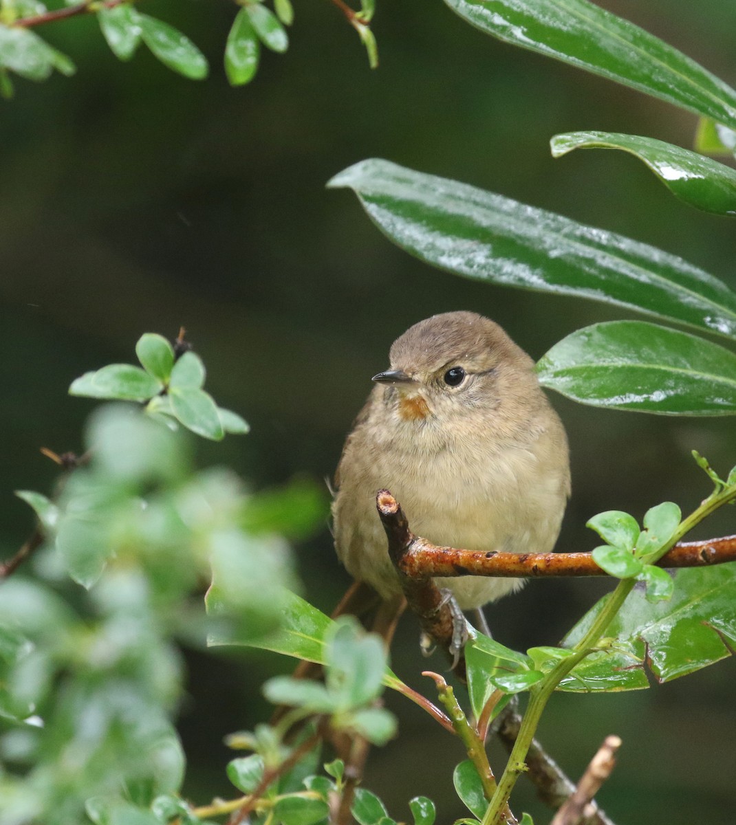 Itatiaia Spinetail - ML212807401