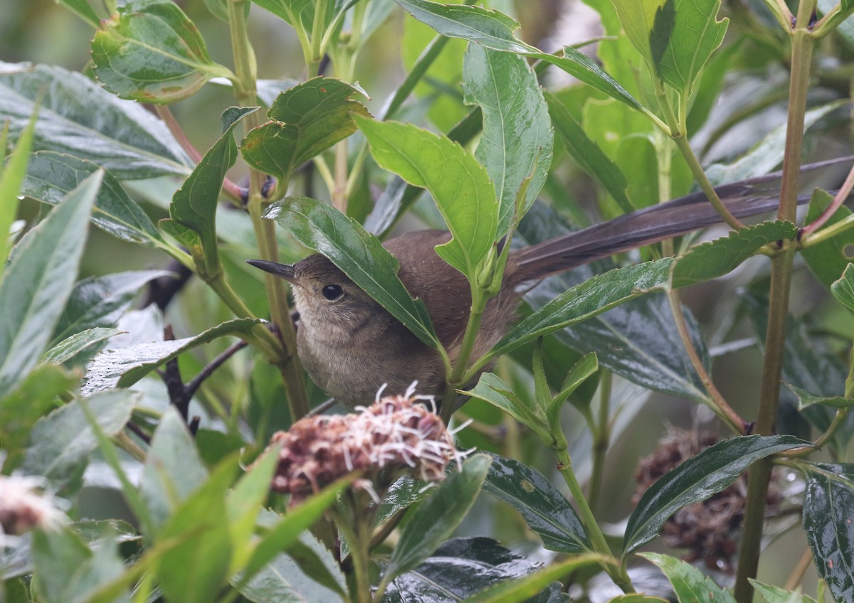 Itatiaia Spinetail - ML212807431