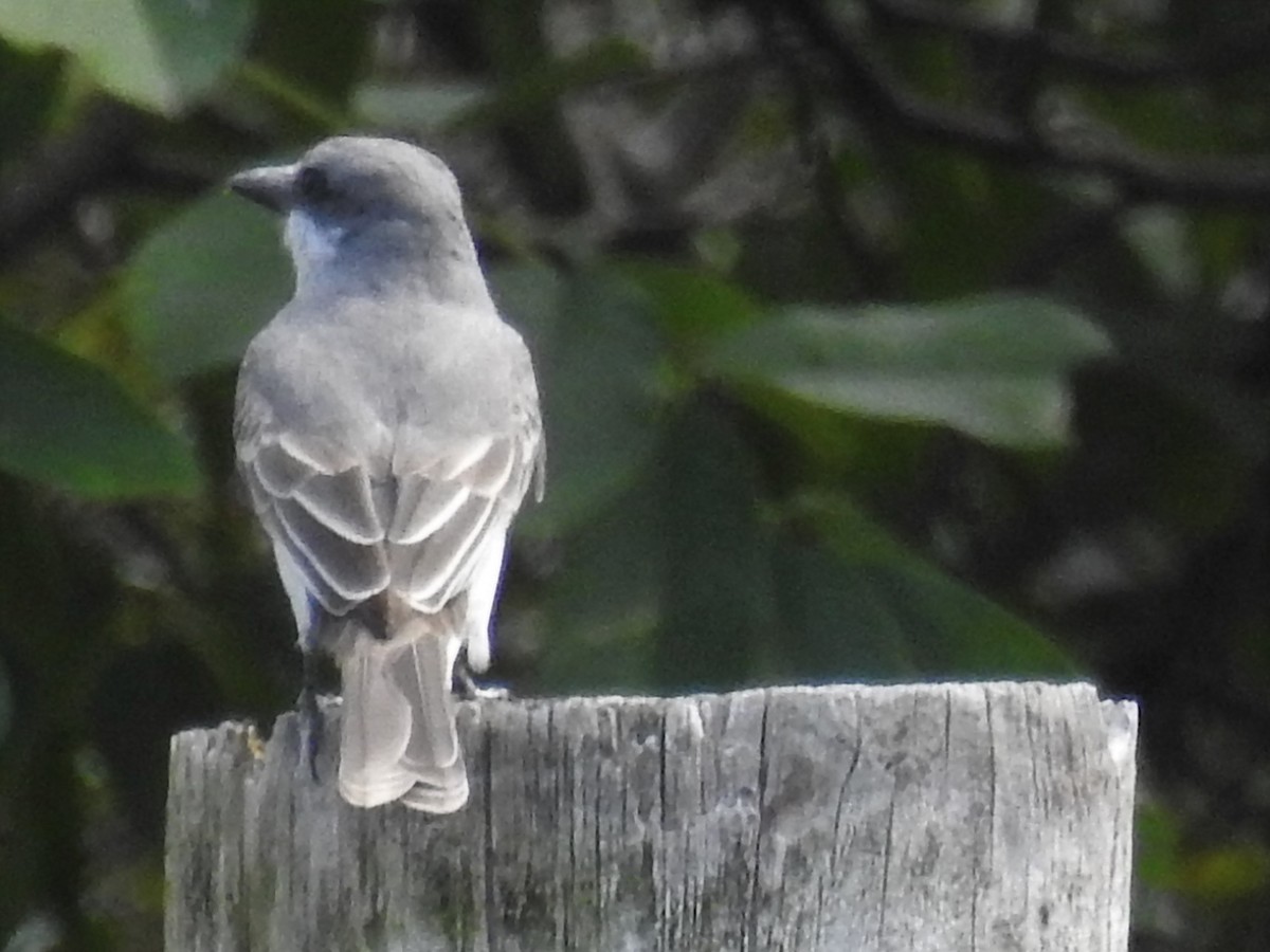 Gray Kingbird - ML212809121