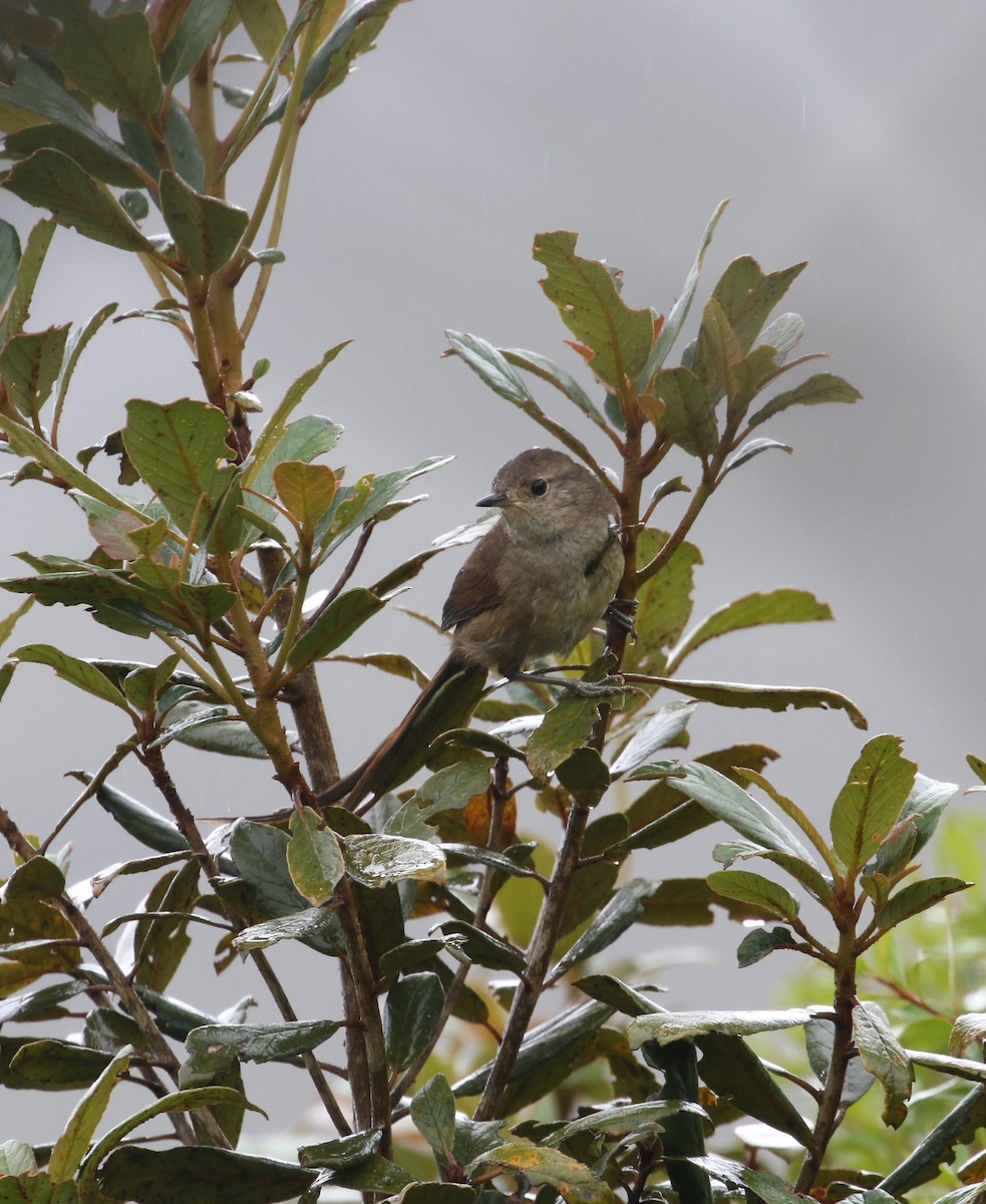 Itatiaia Spinetail - ML212809161