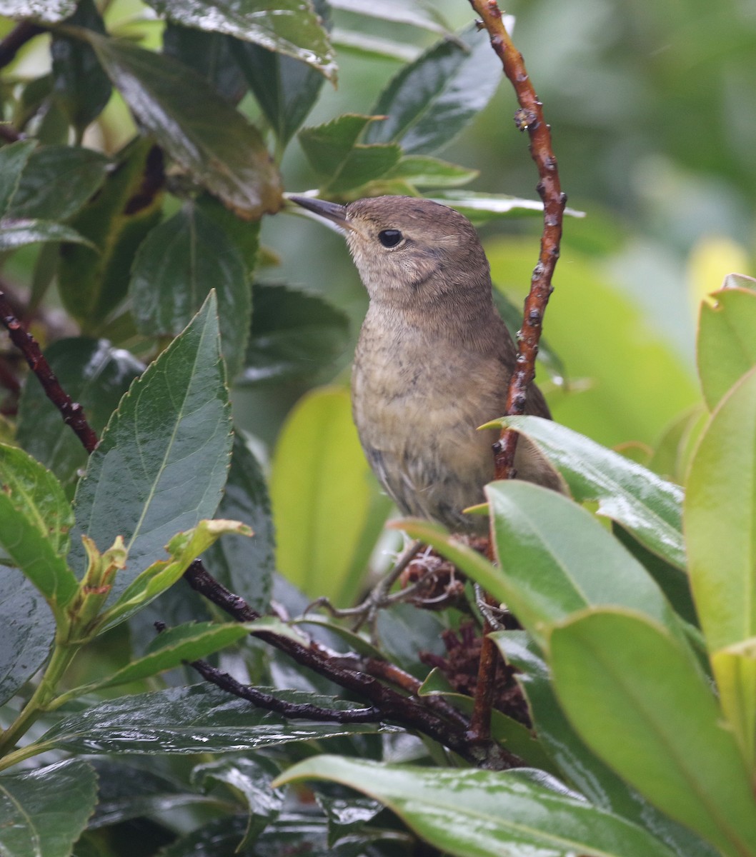 Itatiaia Spinetail - ML212809211