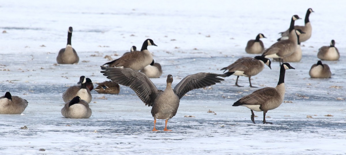 Tundra Bean-Goose - ML212809351