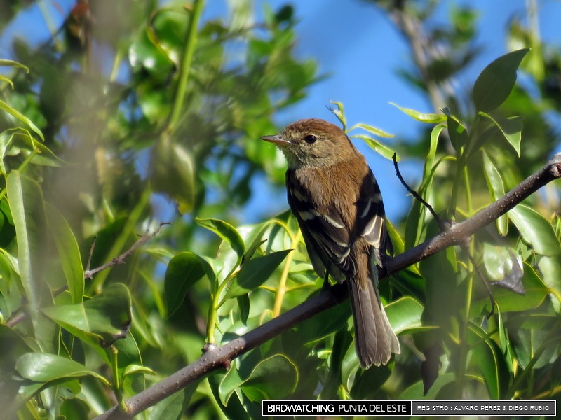 Bran-colored Flycatcher - ML21280951