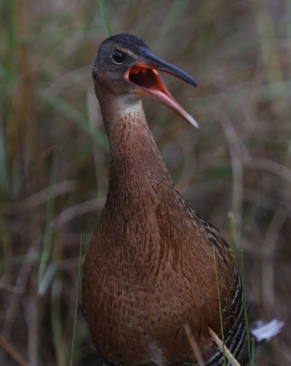 King Rail - ML212809571