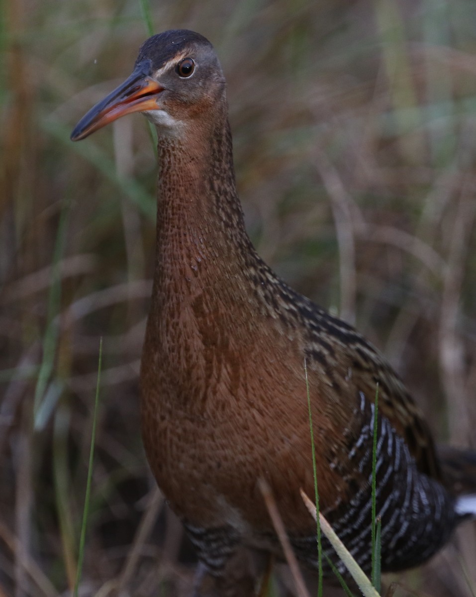 King Rail - joan garvey