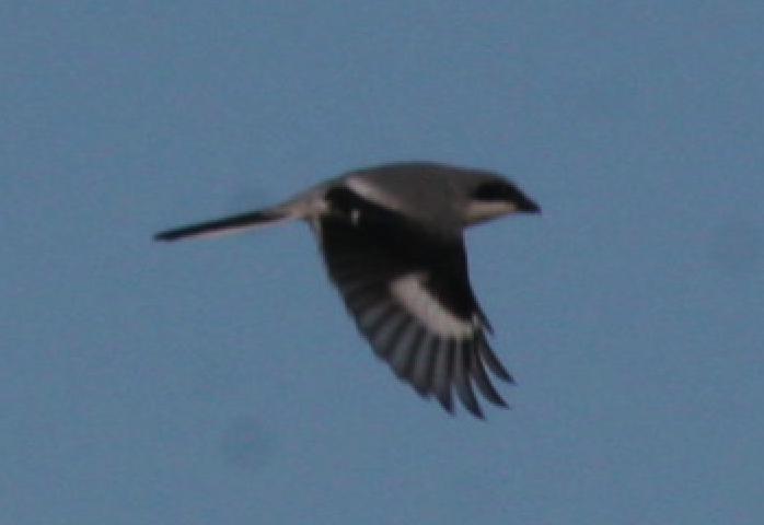 Loggerhead Shrike - Edward  Brinkley