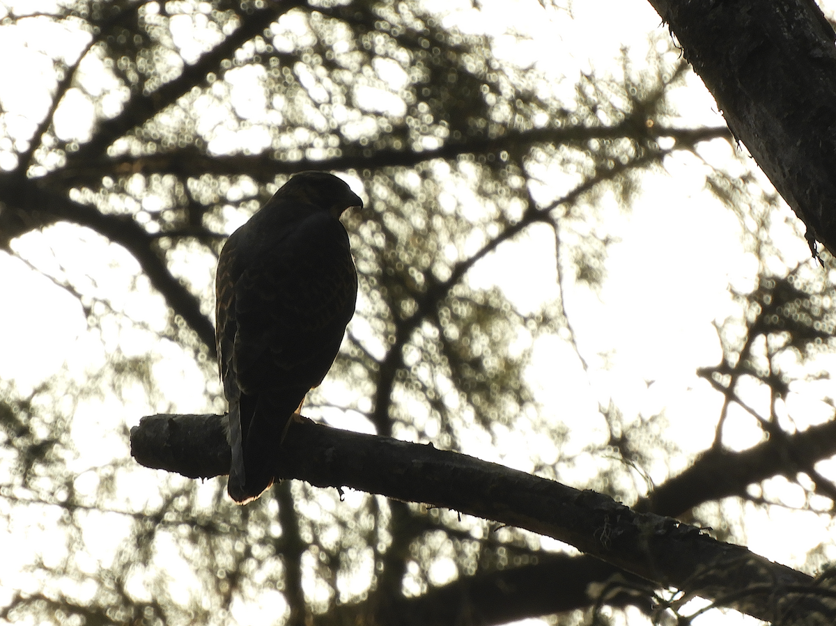 Variable Hawk - ML212810711