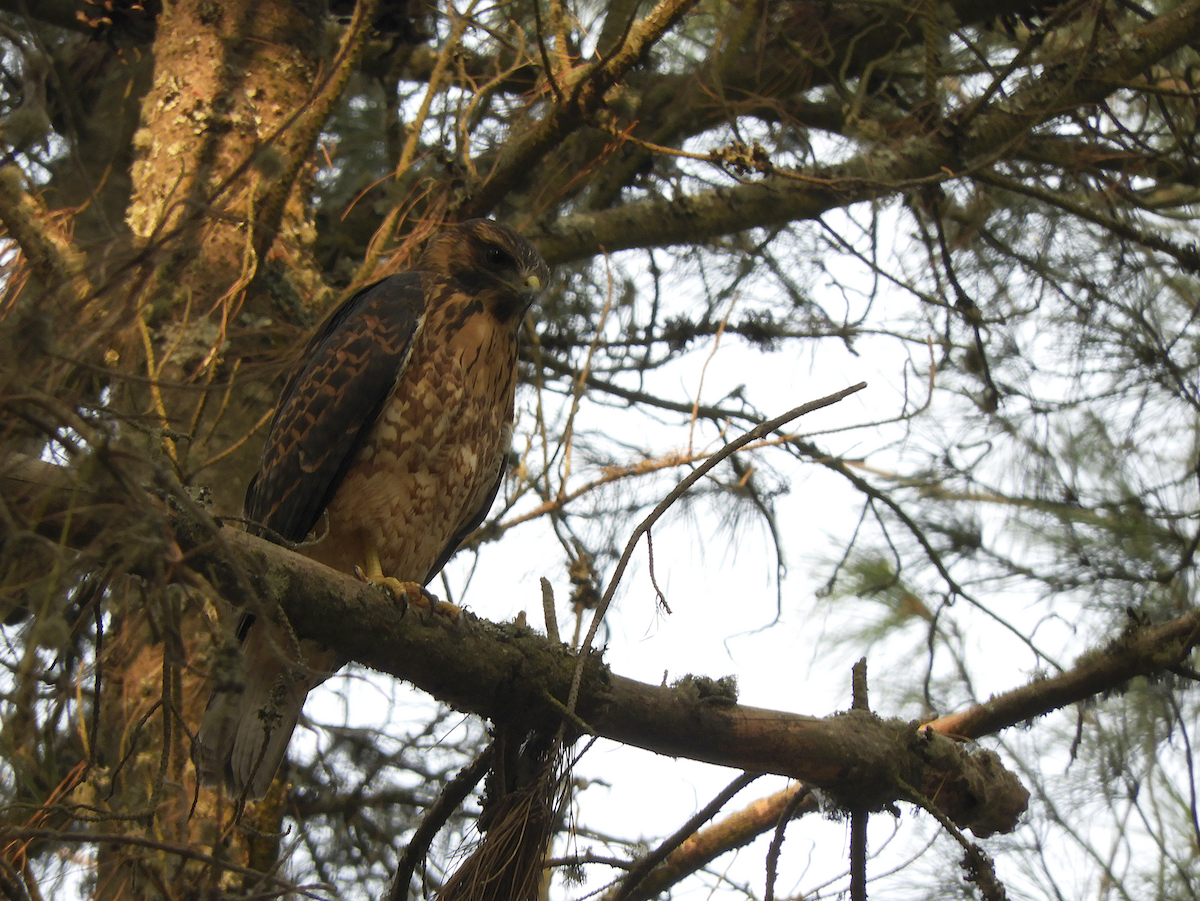 Variable Hawk - ML212810761