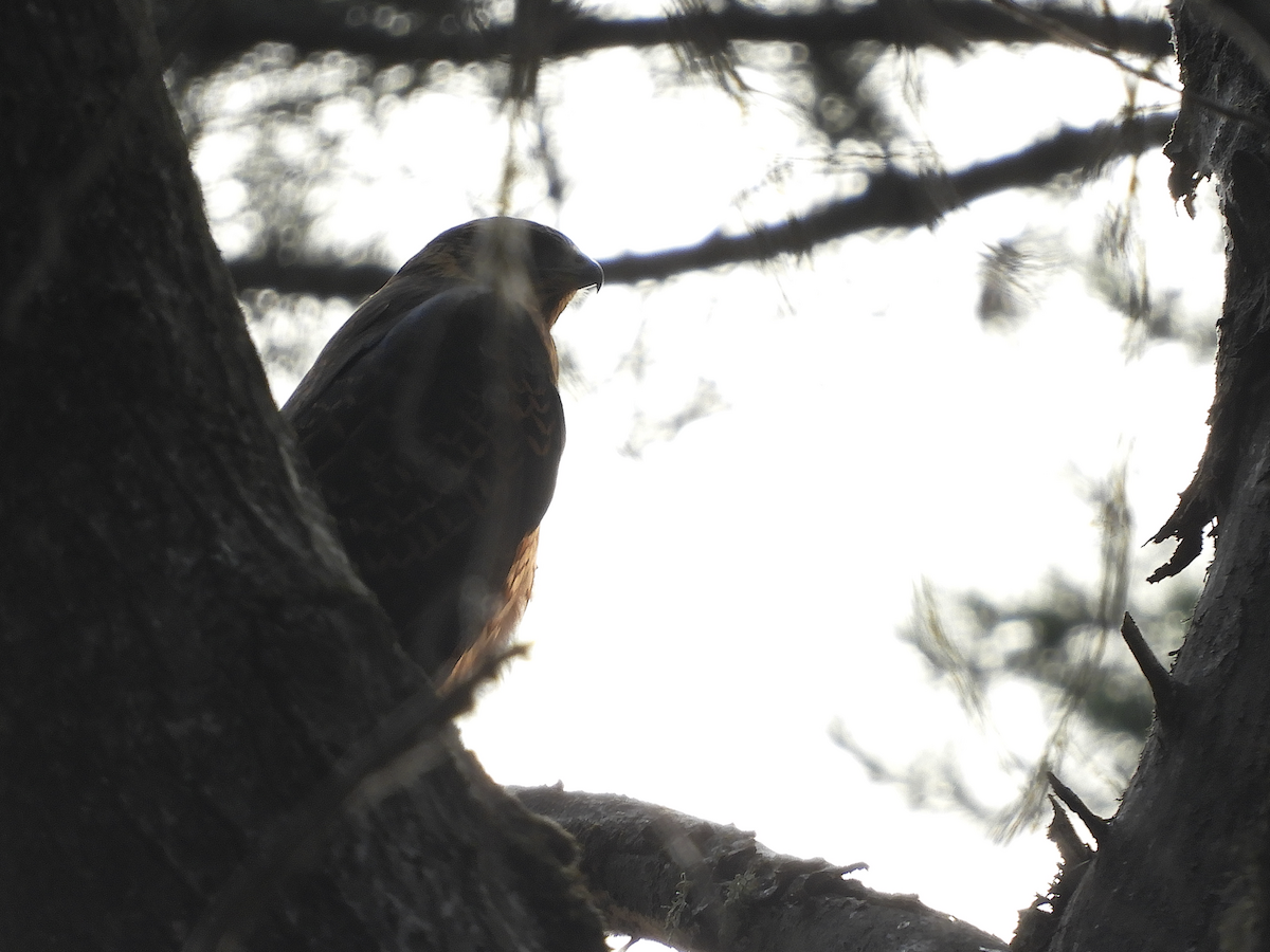 Variable Hawk - ML212810801