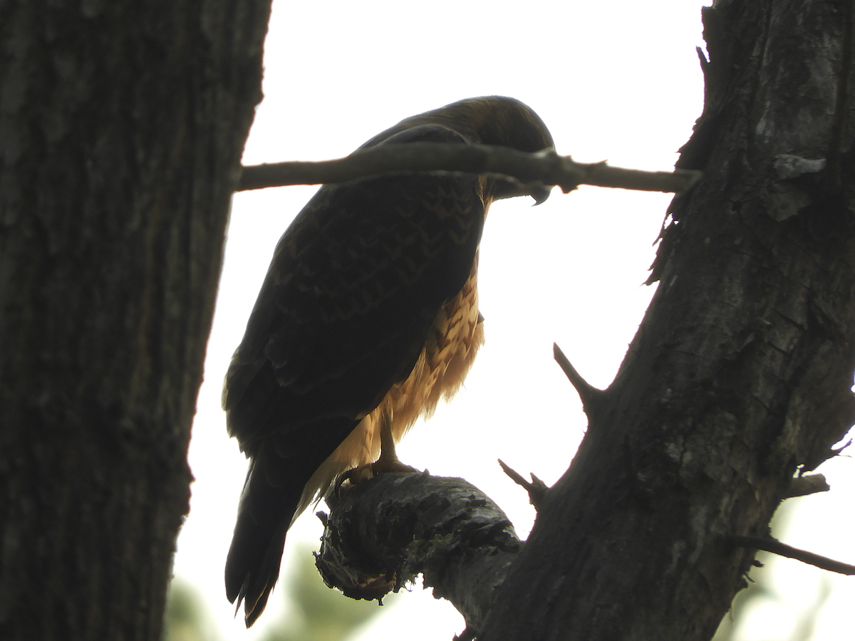 Variable Hawk - ML212810821