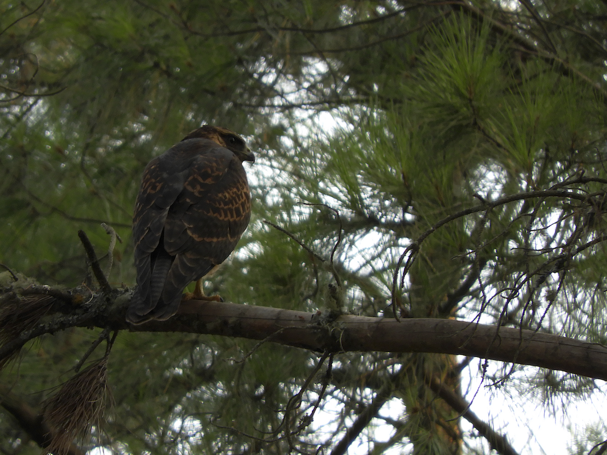 Variable Hawk - ML212810891