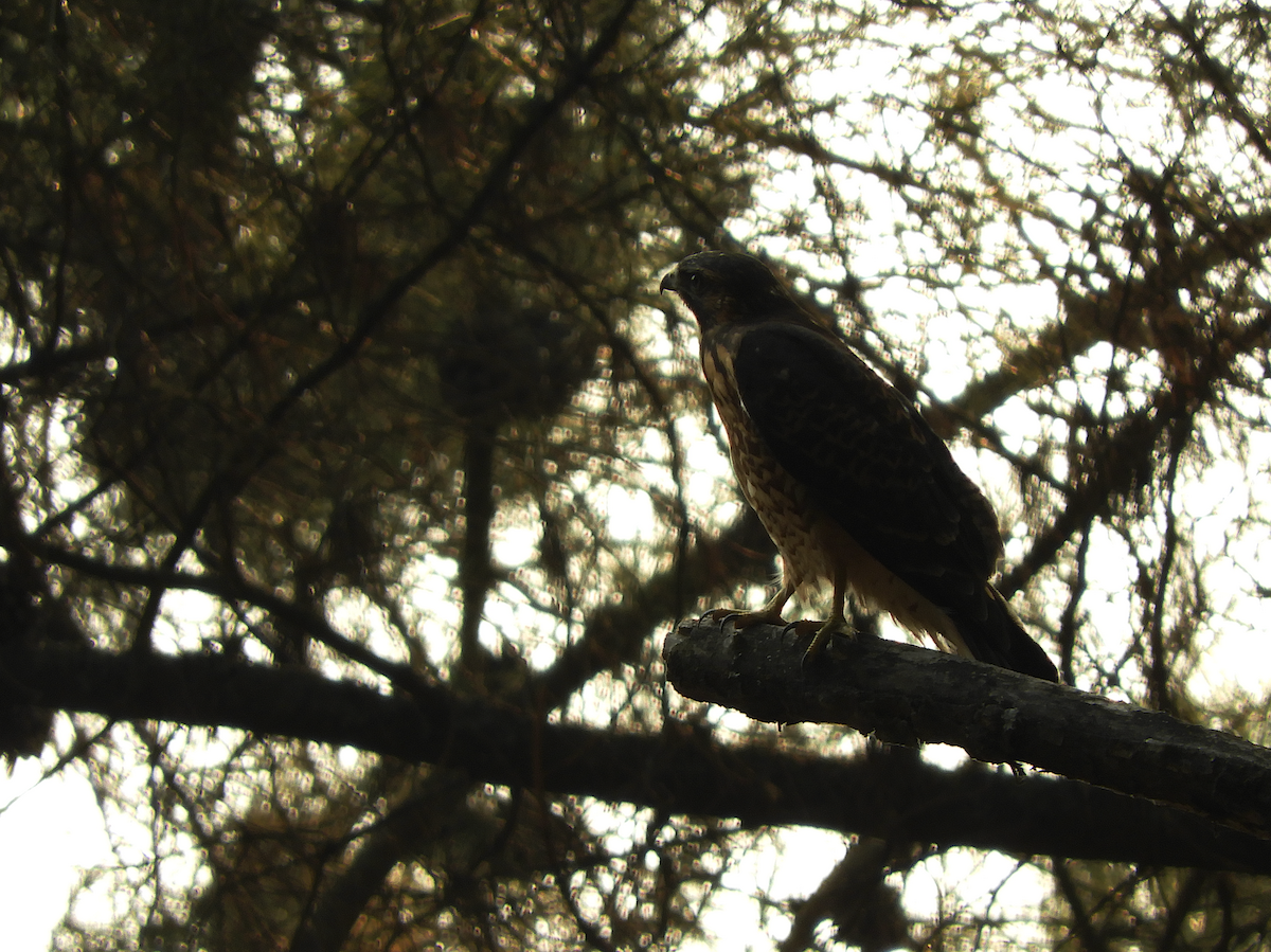 Variable Hawk - ML212811011