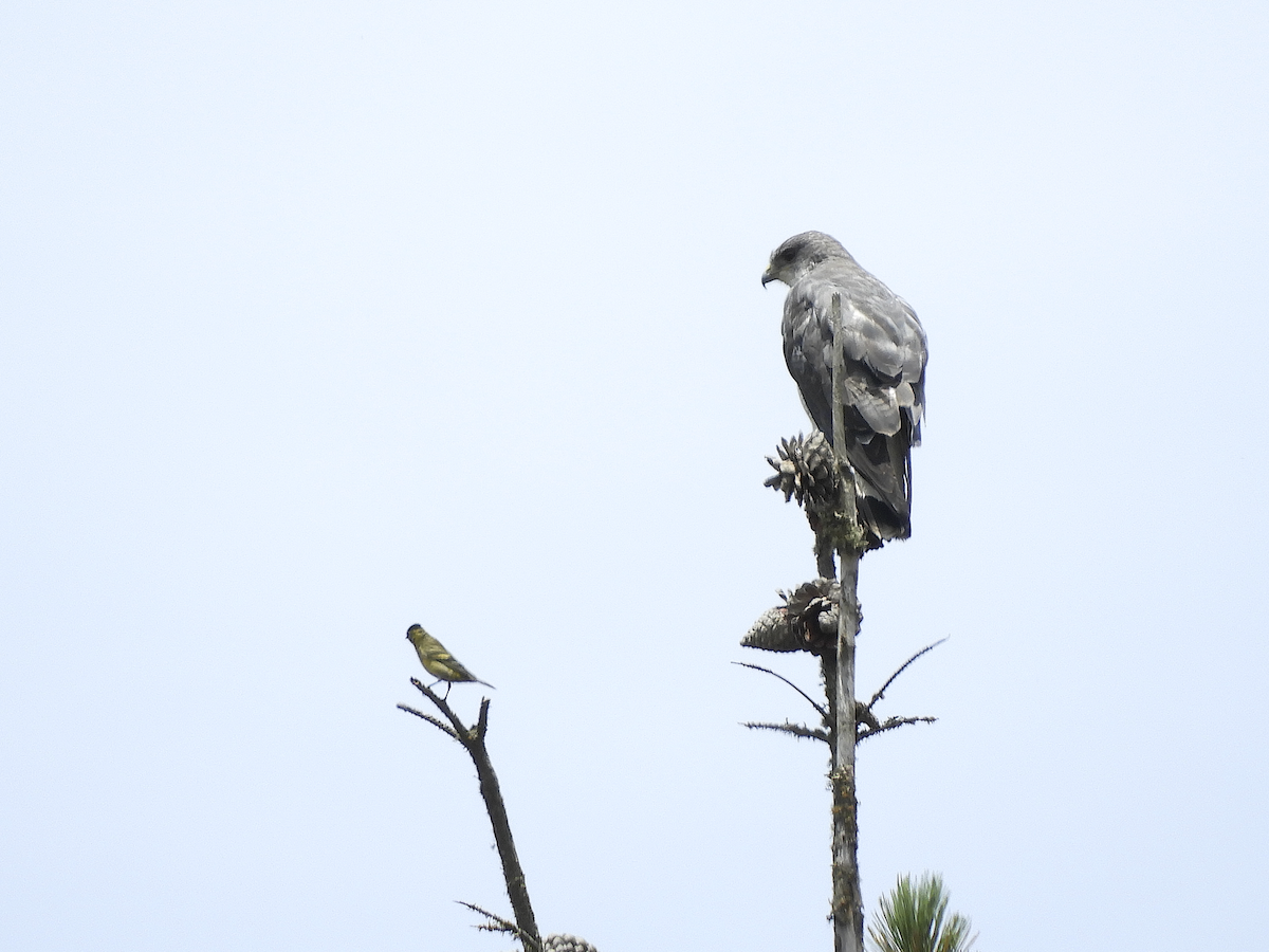 Variable Hawk - ML212811081