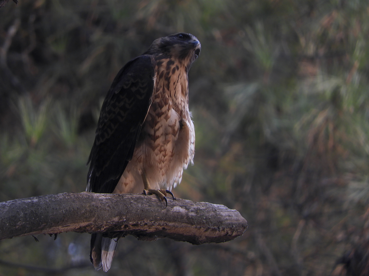 Variable Hawk - ML212811101