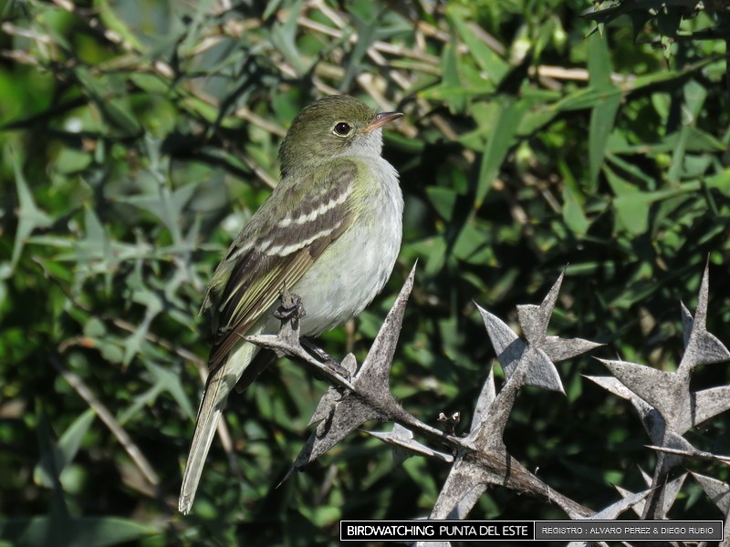 Small-billed Elaenia - ML21281161